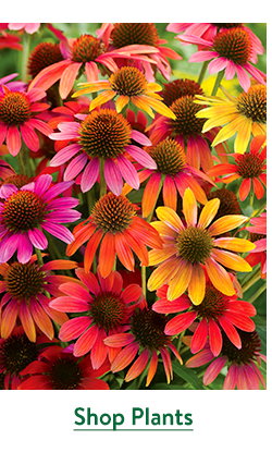 Last Call For Spring Plants