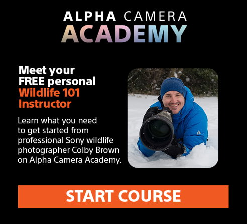 Alpha Camera Academy | Meet your Free personal Wildlife 101 Instructor | Learn what you need to get started from professional Sony wildlife photographer Colby Brown on Alpha Camera Academy. Start Course