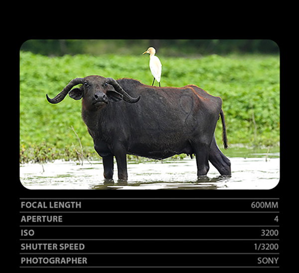 Focal Length 600mm, Aperture 4, ISO 3200, Shutter Speed 1/3200, Photographer Sony