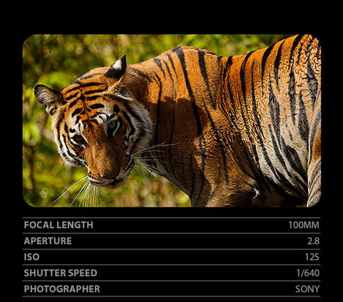 Focal Length 100mm, Aperture 2.8, ISO 125, Shutter Speed 1/640, Photographer Sony