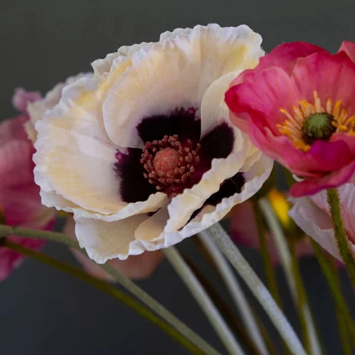 Poppy Extravaganza