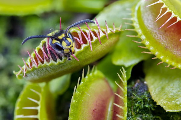 Close-up image of a wasp trapped inside a Venus flytrap, with the plant’s spiked edges partially closed around the insect.