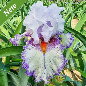 Embrace Bearded Iris