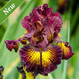 High Octane Bearded Iris