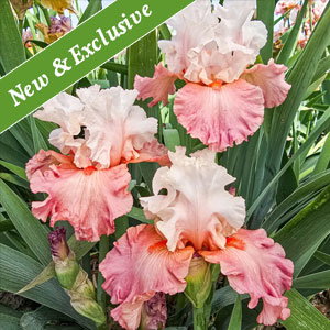 Quiet Grace Bearded Iris