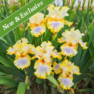 Just My Imagination Bearded Iris