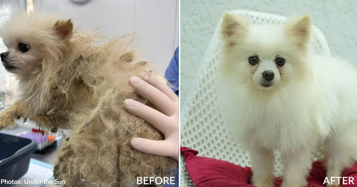 Collage of shelter dog