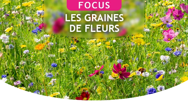 Focus : les graines de fleurs