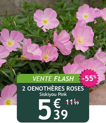 Le lot de 2 oenothères roses est à 5,39€ au lieu de 11,99€