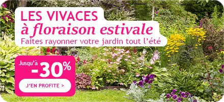 Jusqu'à -30% : vivaces à floraison estivale