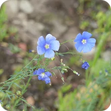 Lin vivace bleu 
