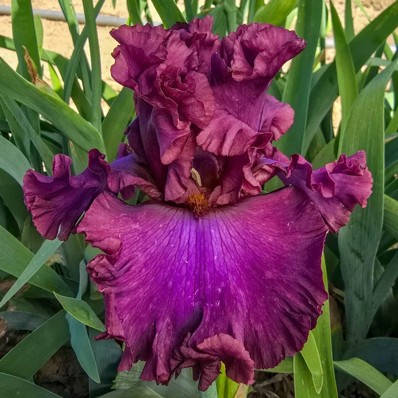 Image of Dash of Burgundy Bearded Iris
