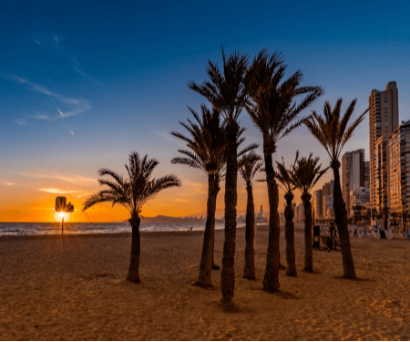 Silhouetted palm trees against a vibrant sunset over the beach with city buildings in the background.