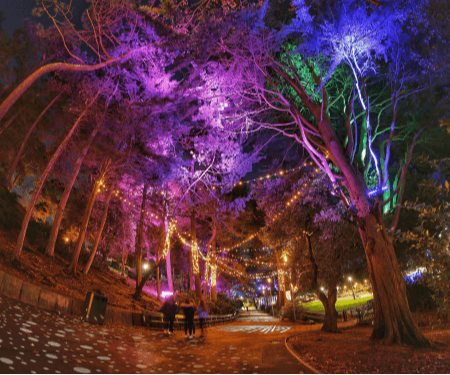 Illuminated trees in vibrant purple and green hues line a winding path in a park at night.