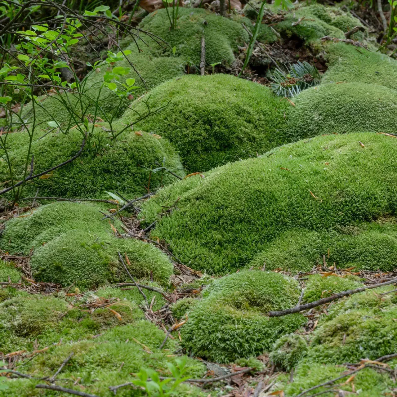 Image of Cushion Moss