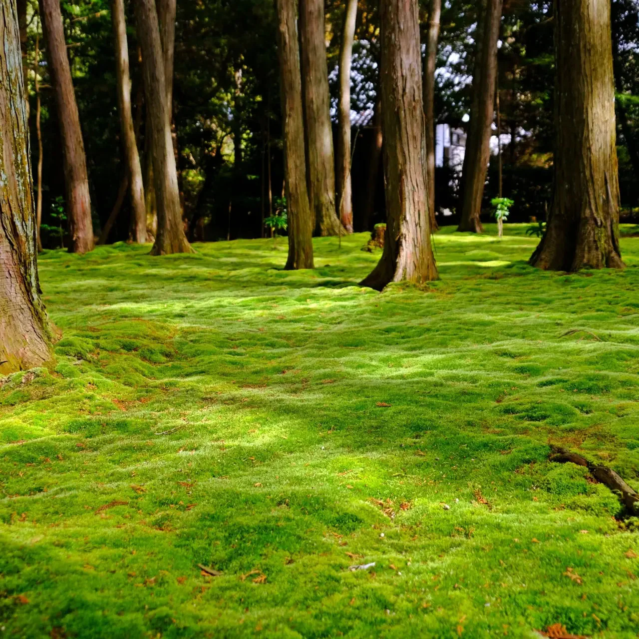 Image of Sheet Moss