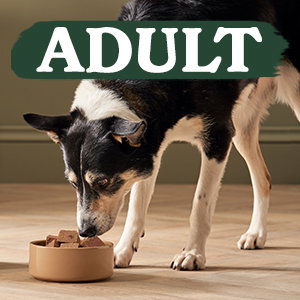 Adult