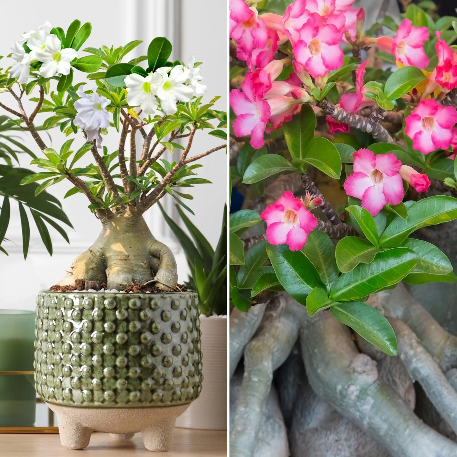 Image of 2-Piece Desert Rose Duo