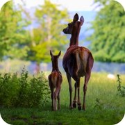 Scenic Parkland Trails