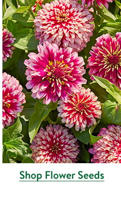 Flower Seeds to Sow Now
