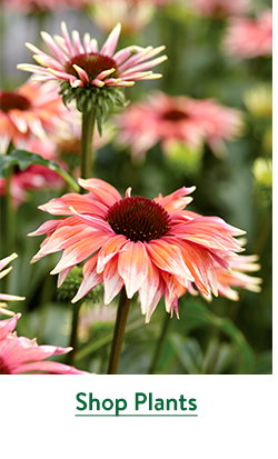 Last Call For Spring Plants