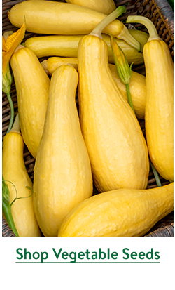 Vegetable Seed to Sow Now
