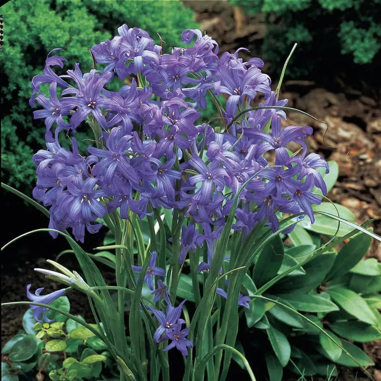 Lavender Mountain Lilies