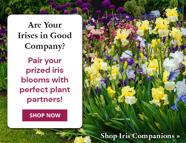 Iris Companions