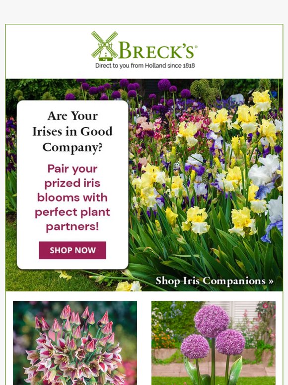 🥰 Plants That Play Nice with Irises!
