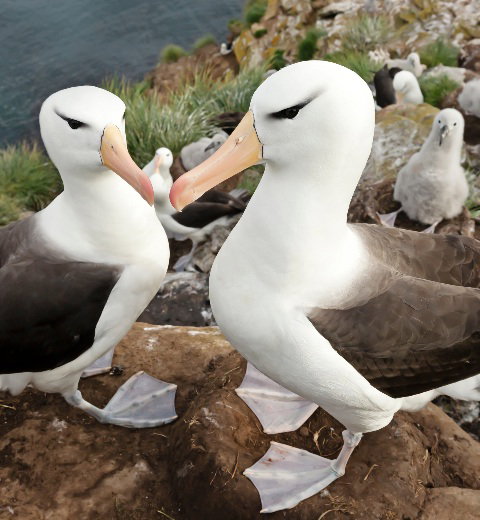 Black-browed Albatross