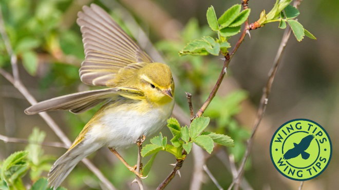 Wood warbler on a branch with wings outstretched