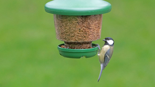 Great Tit eating mealworms from a feeder