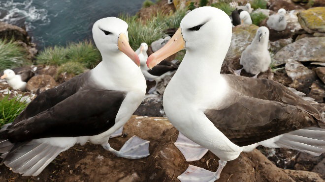 Black-browed Albatross