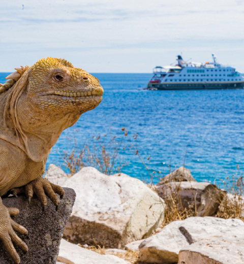 A lizard on a rock with a cruise ship on the sea in the background