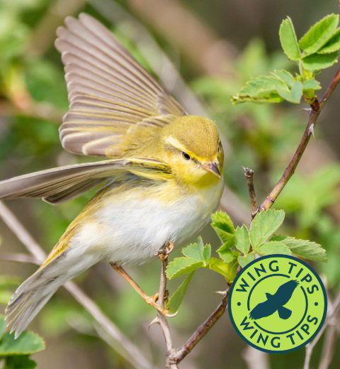 Wood warbler on a branch with wings outstretched