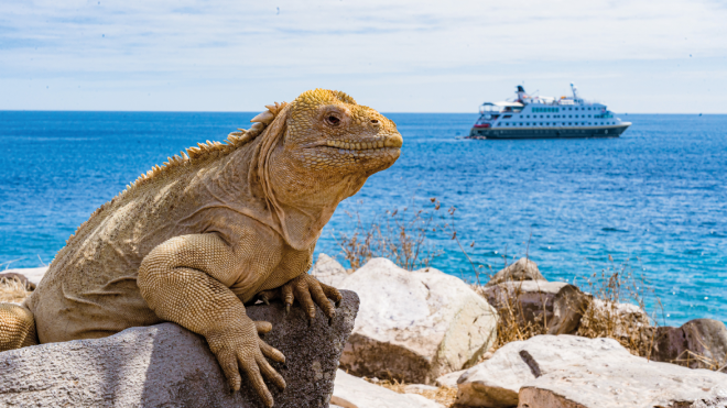 A lizard on a rock with a cruise ship on the sea in the background