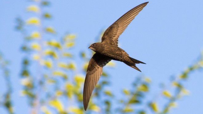 A Swift in flight