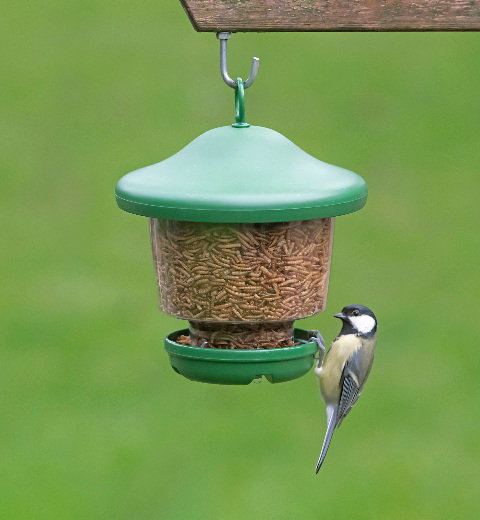 Great Tit eating mealworms from a feeder