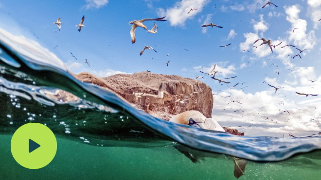 Gannet in the sea wit Bass rock behind