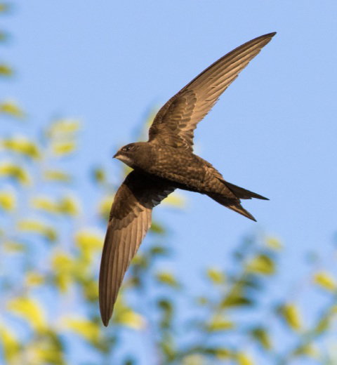 A Swift in flight