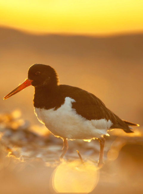 An Oystercatcher against a deep orange sunset