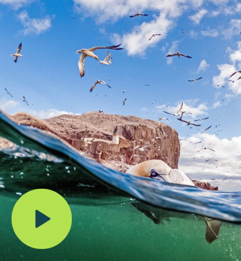 Gannet in the sea wit Bass rock behind