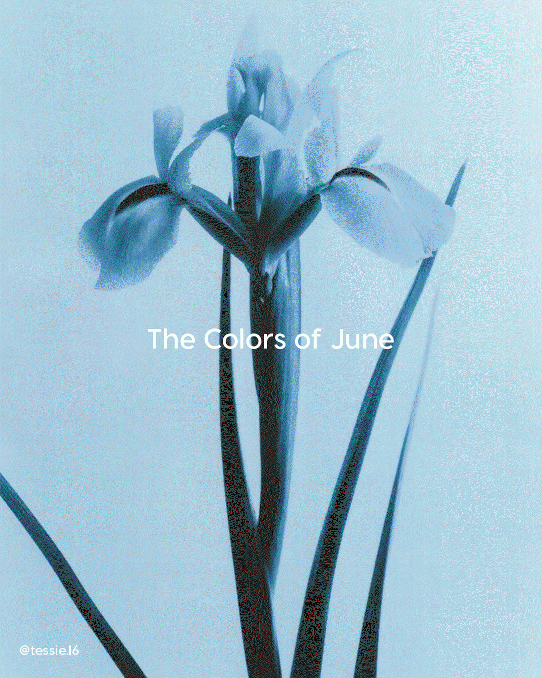 The Colors of June