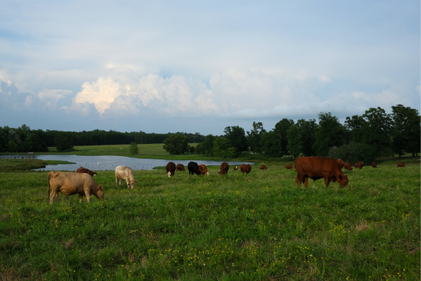 northeast missouri cattle grazing