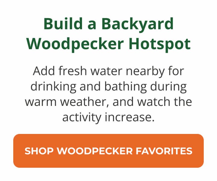 Build a Backyard Woodpecker Hotspot