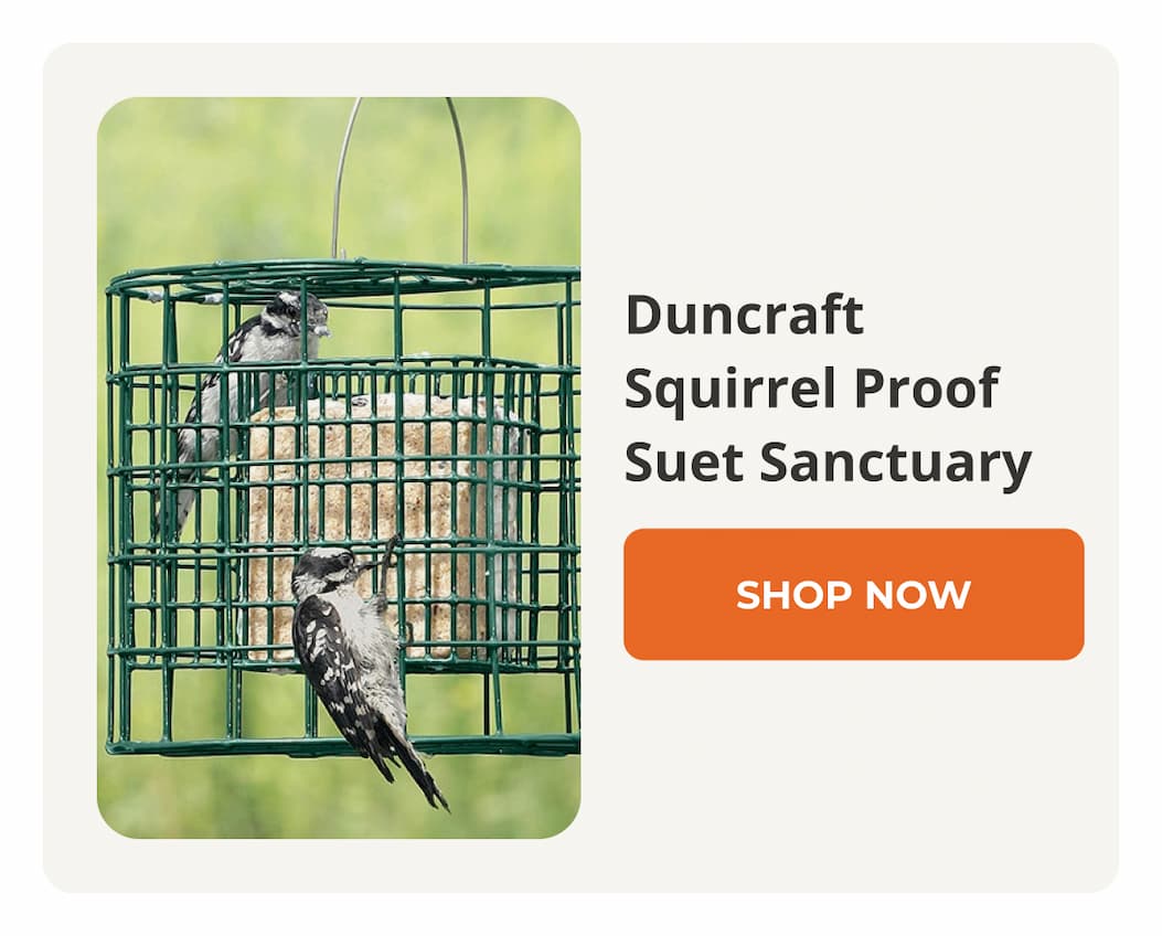 Duncraft Squirrel Proof