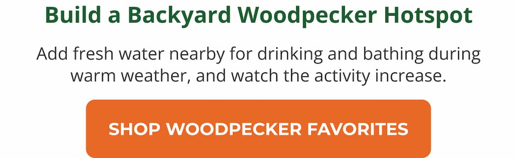 Build a Backyard Woodpecker Hotspot