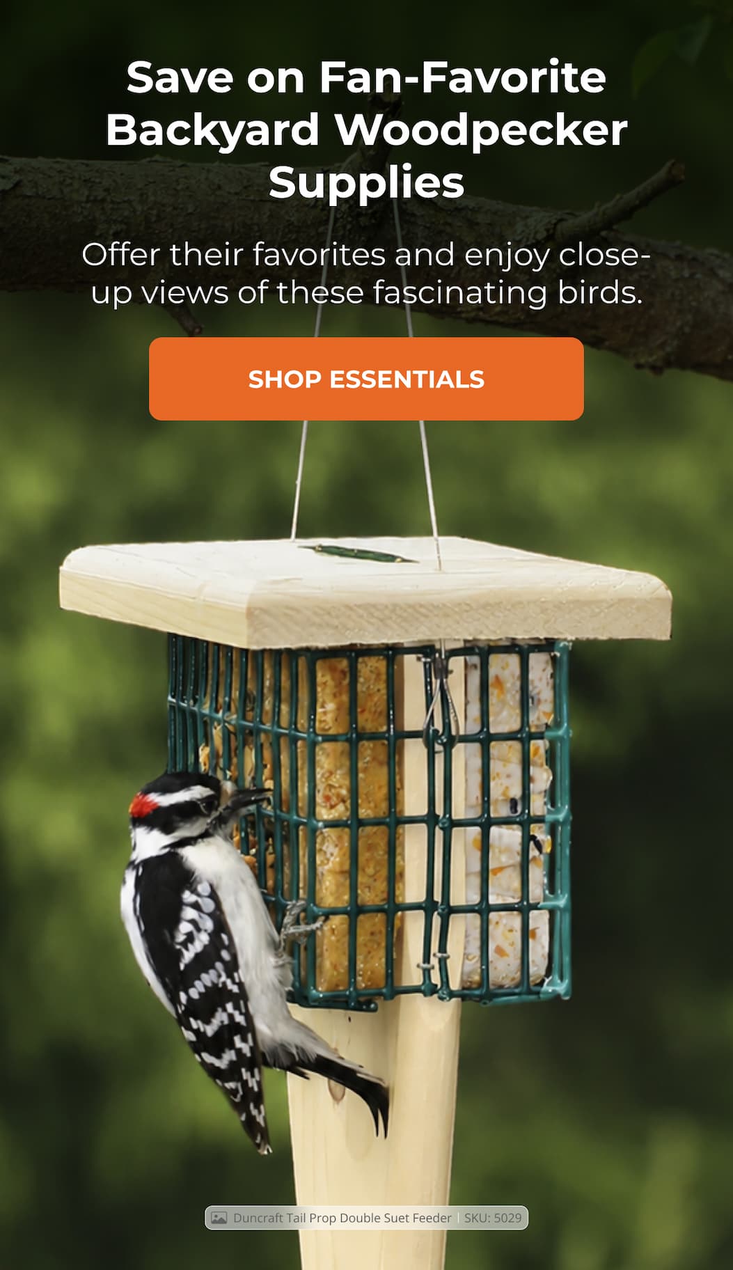 Save on Fan-Favorite Backyard Woodpecker Supplies