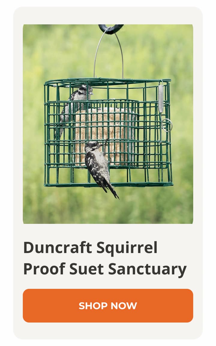 Duncraft Squirrel Proof