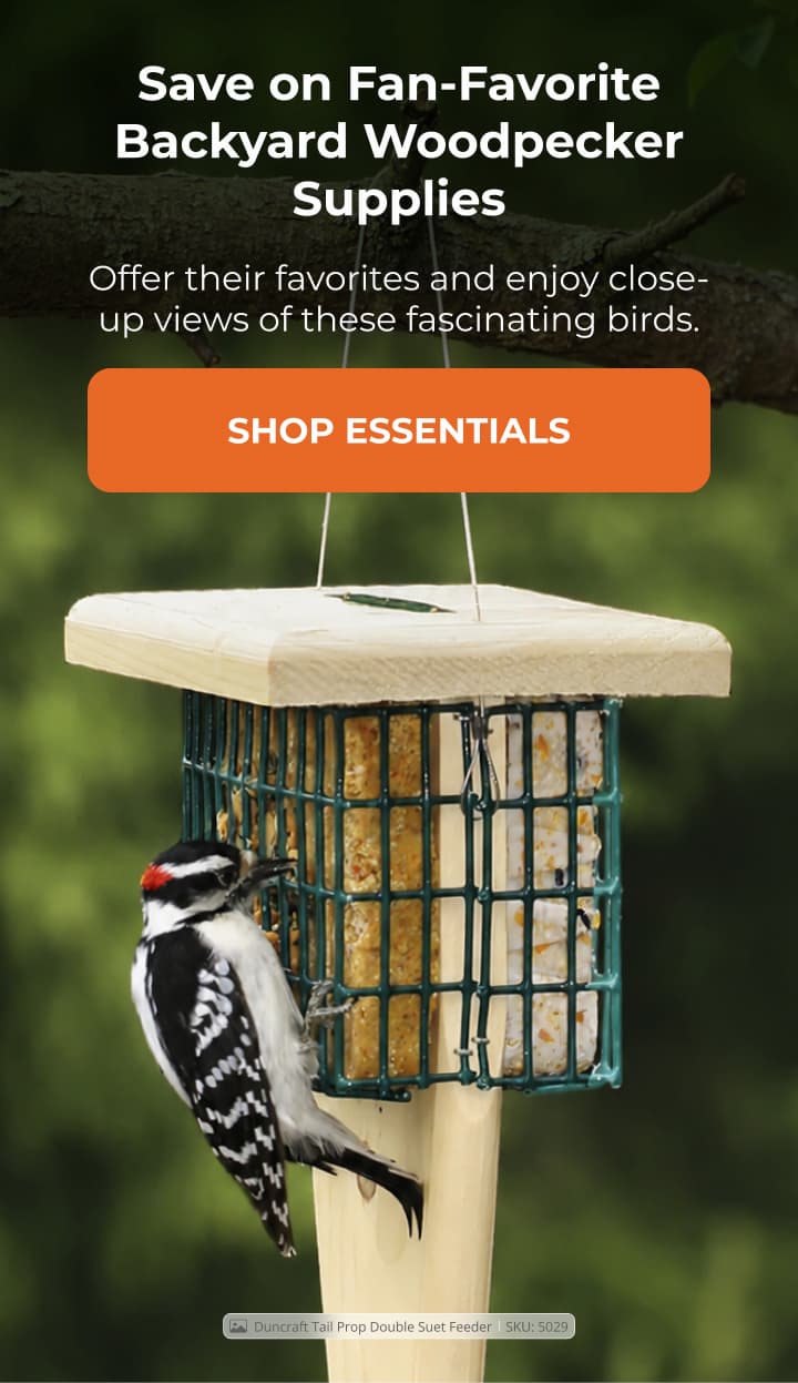 Save on Fan-Favorite Backyard Woodpecker Supplies